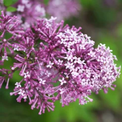 Bloomerang® Lilac Tree 6 Bloomerang® Lilac Tree -Perennials Shop Bloomerang Lilac Shrub 5 FGT 0736f998 d271 49c8 b6f9 c5a804ca9df7