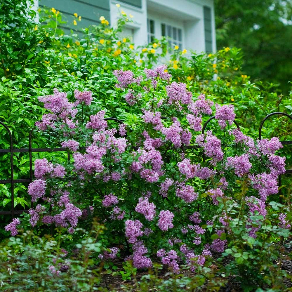 Bloomerang® Lilac Shrub 2 Bloomerang® Lilac Shrub - Image 2