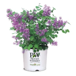 Bloomerang® Lilac Shrub 13 Bloomerang® Lilac Shrub -Perennials Shop Bloomerang Lilac Shrub 7 3G