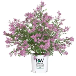 Bloomerang® Lilac Shrub 14 Bloomerang® Lilac Shrub -Perennials Shop Bloomerang Lilac Shrub 8 5G