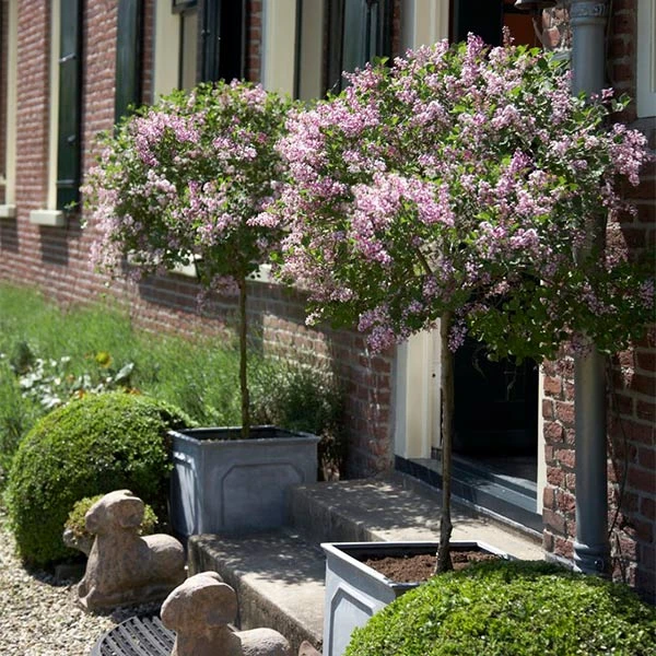 Bloomerang® Lilac Tree 1 Bloomerang® Lilac Tree