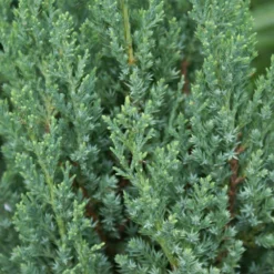 Blue Point Juniper 7 Blue Point Juniper -Perennials Shop Blue Point Juniper 3