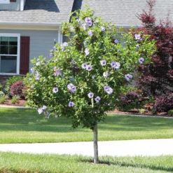 Azurri Blue Satin® Rose Of Sharon Althea Tree 9 Azurri Blue Satin® Rose Of Sharon Althea Tree -Perennials Shop Blue Satin Rose Of Sharon Tree 3