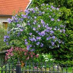 Azurri Blue SatinĀ® Rose Of Sharon Althea Tree