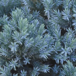 Blue Star Juniper Shrub 7 Blue Star Juniper Shrub -Perennials Shop Blue Star Juniper 2