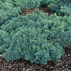 Blue Star Juniper Shrub 9 Blue Star Juniper Shrub -Perennials Shop Blue Star Juniper 4
