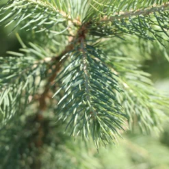 Blue Wonder Spruce Tree -Perennials Shop Blue Wonder Spruce 3 FGT