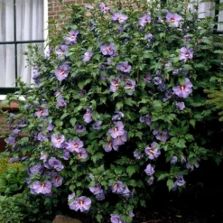 Bluebird Rose Of Sharon Hibiscus Shrub 5 Bluebird Rose Of Sharon Hibiscus Shrub -Perennials Shop Bluebird Hibiscus 2