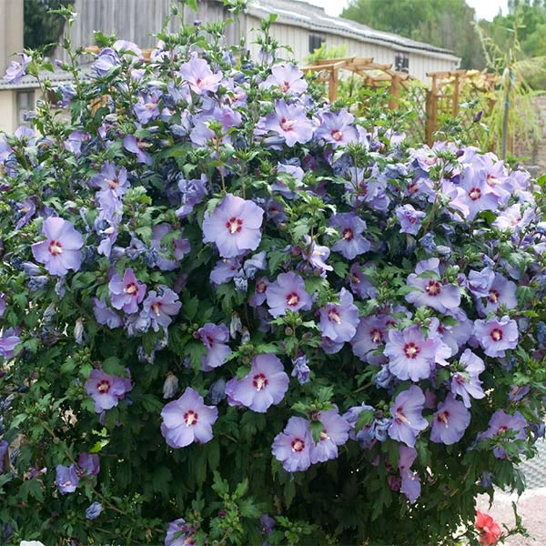 Bluebird Rose Of Sharon Hibiscus Shrub 1 Bluebird Rose Of Sharon Hibiscus Shrub