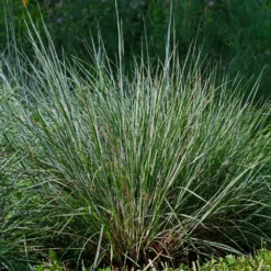 Blues Little Bluestem Grass -Perennials Shop Bluestem Grass The Blues 4