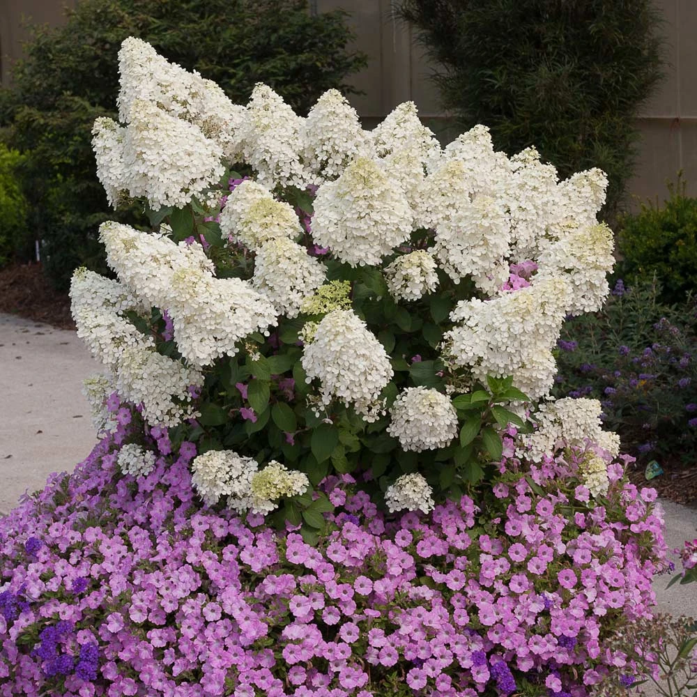 Bobo® Hydrangea Shrub 2 Bobo® Hydrangea Shrub - Image 2