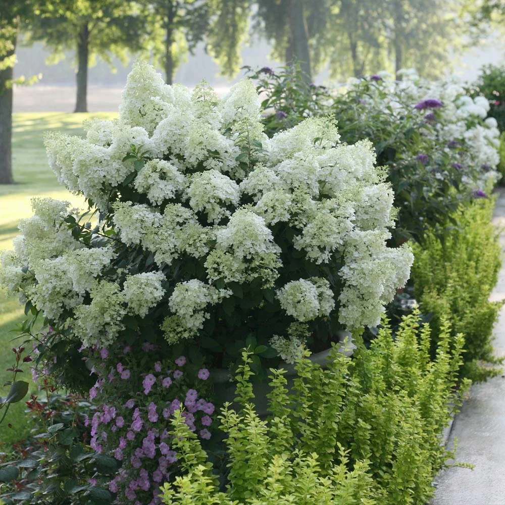 Bobo® Hydrangea Shrub 3 Bobo® Hydrangea Shrub - Image 3