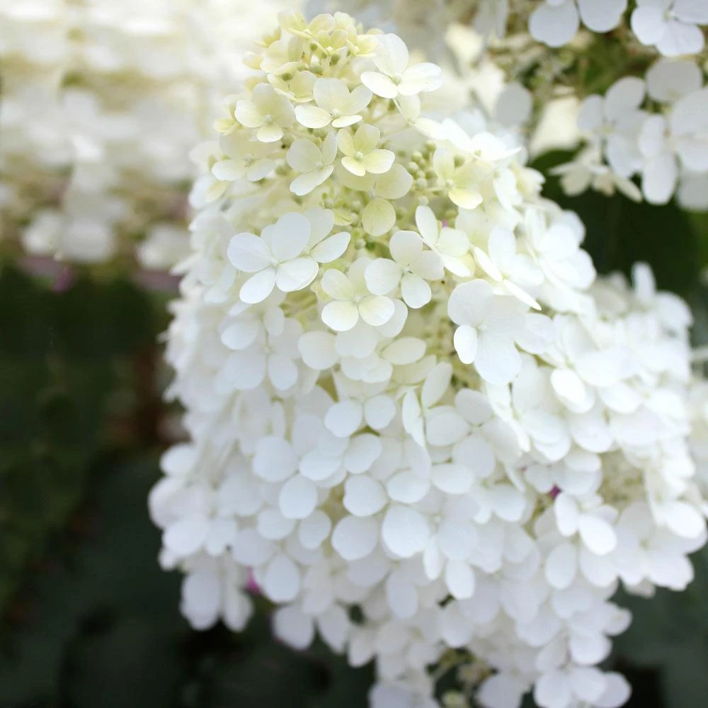 Bobo® Hydrangea Shrub 5 Bobo® Hydrangea Shrub - Image 5