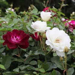 Burgundy Iceberg And Iceberg Two-fer® Rose Tree 7 Burgundy Iceberg And Iceberg Two-fer® Rose Tree -Perennials Shop Burgandy Iceburg ROse Tree 1