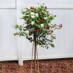 Burgundy Iceberg And Iceberg Two-fer® Rose Tree 6 Burgundy Iceberg And Iceberg Two-fer® Rose Tree -Perennials Shop Burgandy Iceburg ROse Tree 4