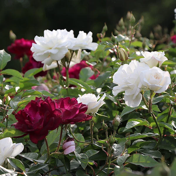 Burgundy Iceberg And Iceberg Two-fer® Rose Tree 1 Burgundy Iceberg And Iceberg Two-fer® Rose Tree