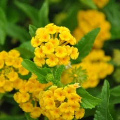 Chapel Hill Yellow Lantana 5 Chapel Hill Yellow Lantana -Perennials Shop CHapel Hill gold lantana 1