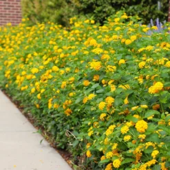 New Gold Lantana 7 New Gold Lantana -Perennials Shop CHapel Hill gold lantana 4
