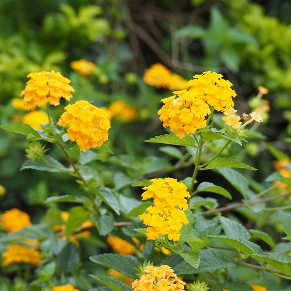 Chapel Hill Yellow Lantana 1 Chapel Hill Yellow Lantana