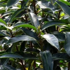 Chindo Sweet Viburnum Shrub -Perennials Shop CHindo Viburnum 3