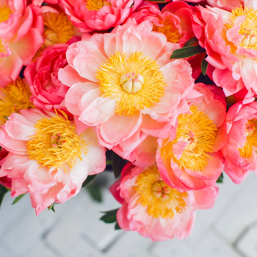 Coral Charm Peony 4 Coral Charm Peony - Image 4