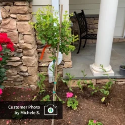 Dwarf Korean Lilac Tree 9 Dwarf Korean Lilac Tree -Perennials Shop CPB DwarfKoreanLilacTree MicheleS ugc test