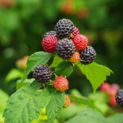 Cumberland Black Raspberry -Perennials Shop CUmberland Black RAspberry 1 FGT
