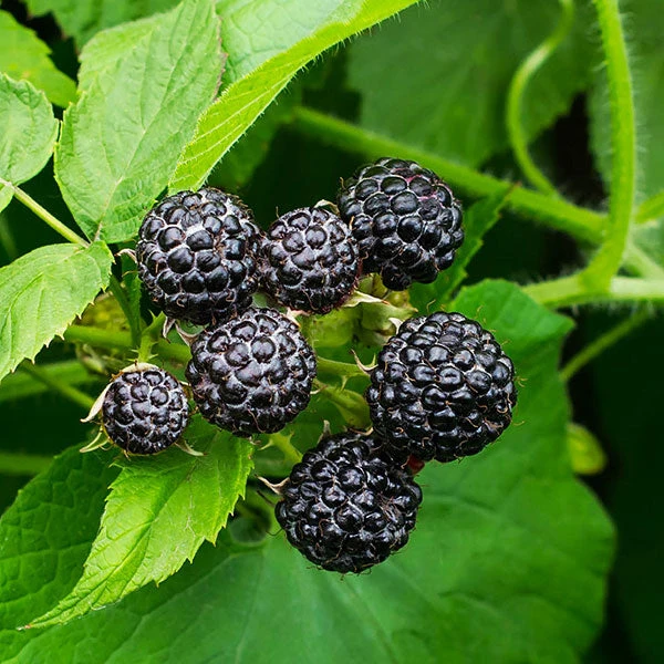 Cumberland Black Raspberry - USDA Organic 1 Cumberland Black Raspberry - USDA Organic