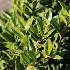 Carissa Holly -Perennials Shop Carissa Holly 2