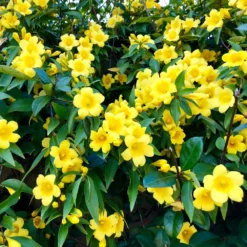 Carolina Jasmine 6 Carolina Jasmine -Perennials Shop Carolina Jessamine Yellow Jasmine 1 FGT