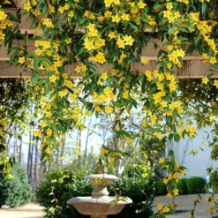 Carolina Jasmine