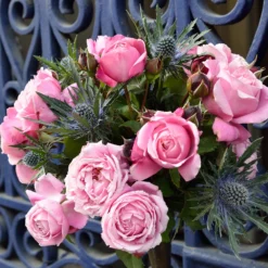 Cathedral Bells Rose 6 Cathedral Bells Rose -Perennials Shop Cathedral Bells Rose Tree 2