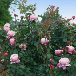 Cathedral Bells Rose 7 Cathedral Bells Rose -Perennials Shop Cathedral Bells Rose Tree 3