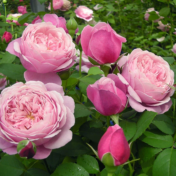 Cathedral Bells Rose 1 Cathedral Bells Rose