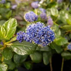 Yankee Point California Lilac 6 Yankee Point California Lilac -Perennials Shop Ceanothus Yankee Point 1