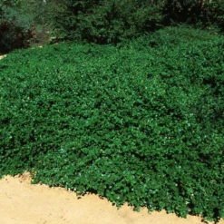 Yankee Point California Lilac 7 Yankee Point California Lilac -Perennials Shop Ceanothus Yankee Point 5