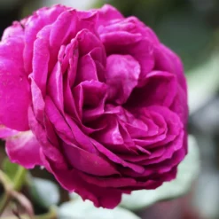 Celestial Night™ Rose Tree -Perennials Shop Celestial Night Rose Tree 2