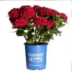 Cherry-Go-Round™ Hydrangea 13 Cherry-Go-Round™ Hydrangea -Perennials Shop Cherry Go Round Hydrangea 3