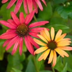 Cheyenne Spirit Echinacea (Coneflower) -Perennials Shop Cheyenne SPirit Coneflower 4