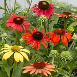 Cheyenne Spirit Echinacea (Coneflower)