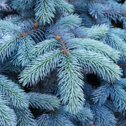 Colorado Blue Spruce Tree 7 Colorado Blue Spruce Tree -Perennials Shop Colorado BLue Spruce 1 FGT