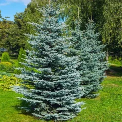 New Arrival 23 Colorado Blue Spruce Tree