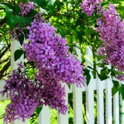 Common Purple Lilac 5 Common Purple Lilac -Perennials Shop Common Purple Lilac 3