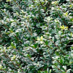 Compacta Japanese Holly Shrub 5 Compacta Japanese Holly Shrub -Perennials Shop Compacta Holly 2
