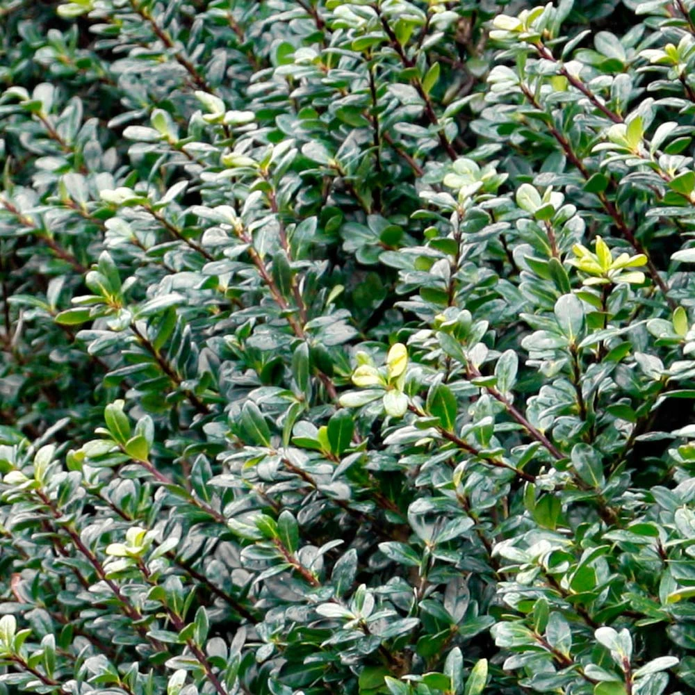 Compacta Japanese Holly Shrub 3 Compacta Japanese Holly Shrub - Image 3