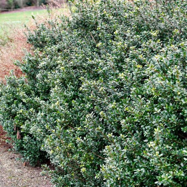 Compacta Japanese Holly Shrub 1 Compacta Japanese Holly Shrub