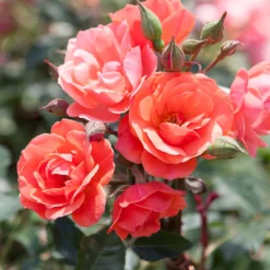 Coral Knock Out® Rose Tree -Perennials Shop Coral Knockout Rose Tree 1