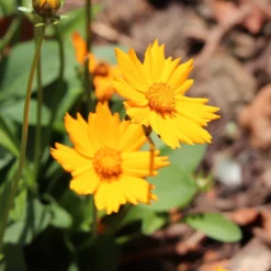 Nana Coreopsis (Tickseed) Plant -Perennials Shop Coreopsis Nana 2 FGT