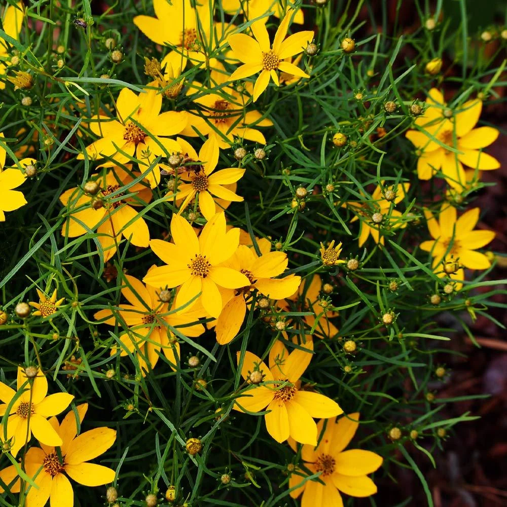 Threadleaf Coreopsis Plant 3 Threadleaf Coreopsis Plant - Image 3
