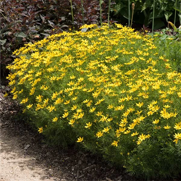 Threadleaf Coreopsis Plant 1 Threadleaf Coreopsis Plant
